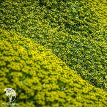 Фото  Азорелла трехвильчатая