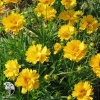 Кореопсис Илларион (крупноцветковый, золотисто-желтый) Евро фото 1 