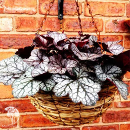 Гейхера гибридная Глиттер