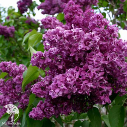 Сирень обыкновенная Чарльз Джоли на штамбе