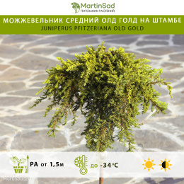 Можжевельник средний Олд Голд на штамбе