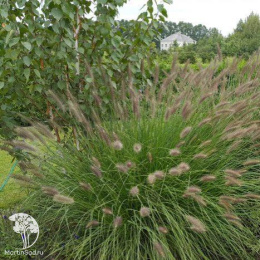 Пеннисетум Лисохвостный Леди Ю