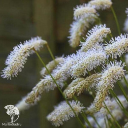 Кровохлебка мелкоцветковая