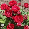 Роза спрей (миниатюрная) Таманго фото 1 