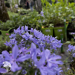 Флокс растопыренный Клаудс оф Парфюм