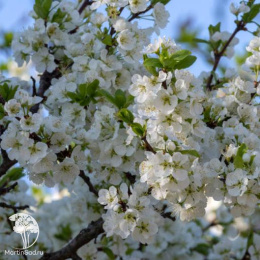 Слива гибрид Этюд + Заречная Ранняя