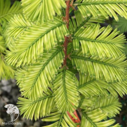 Метасеквойя глиптостробоидная Литл Крими