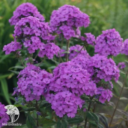 Флокс Хесперис