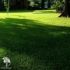 Газонная трава "Тенистая лужайка" фото 1 