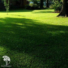 Газонная трава &quot;Тенистая лужайка&quot;