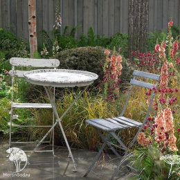 Коровяк (Вербаскум, Медвежье ухо, Цельзия) Карибиан Краш