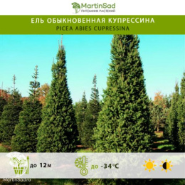 Ель обыкновенная Купрессина