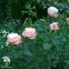 Роза чайно-гибридная Белла Перла фото 1 