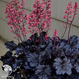 Сверхвыгодный микс! Гейхера Блэк Таффета + Гейхера Обсидиан +  Гейхера Палас Пурпл