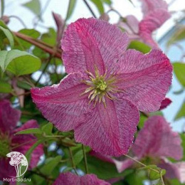 Клематис Мазурек