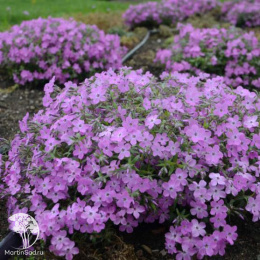 Флокс шиловидный Роуз Спрайт