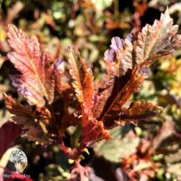 Пузыреплодник калинолистный Хамелеон