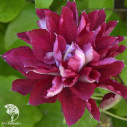 Клематис Ред Стар