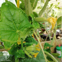 Огурец Все пучком F1 ---  ® Парт Золотая серия