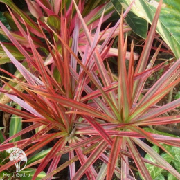 Драцена окаймлённая Триколор