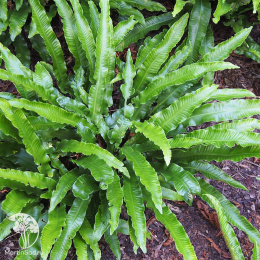 Листовик сколопендровый Ангустатум