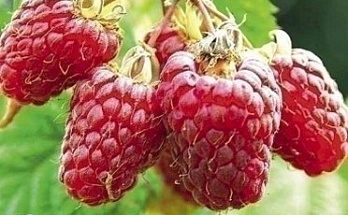 Малина любит заботу: почему щедрый урожай начинается с ваших усилий