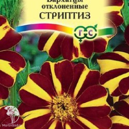 Бархатцы откл. Стриптиз (Тагетес) 