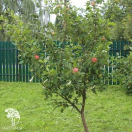 Яблоня Мельба