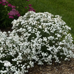 Тысячелистник птармика Жемчужница