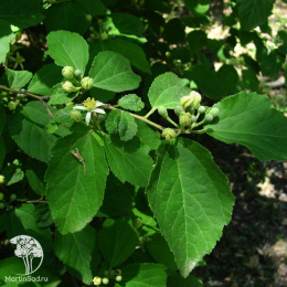  Гревия двулопастная мелколистная