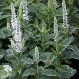 Вероника длиннолистная Шарлотт