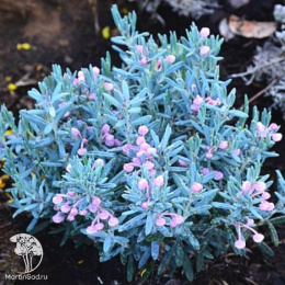 Андромеда многолистная Блю Лагу