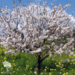 Миндаль Бумажный