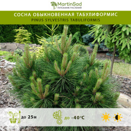 Сосна обыкновенная Табулиформис