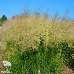 Луговик дернистый (Щучка) Тардифлора