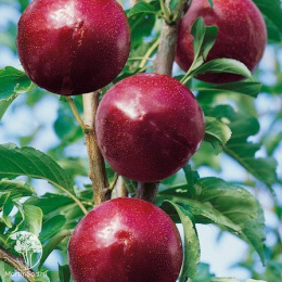 Слива диплоидная Хироми Ред