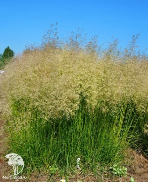 Фото Луговик дернистый (Щучка) Тардифлора
