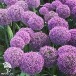 Лук Пати Баллунс