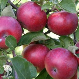 Сверхвыгодный комплект! Яблоня Лобо + опылитель Яблоня Медуница