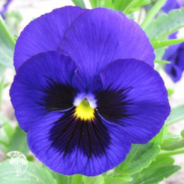 Виола Альпензее, Виттрока (Анютины глазки)