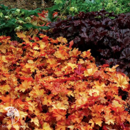 Гейхера Зиппер