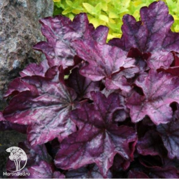 Сверхвыгодный микс! Гейхера Роуз Селект + Гейхера Плам Рояль + Гейхера Глиттер