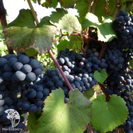 Виноград Каберне Совиньон