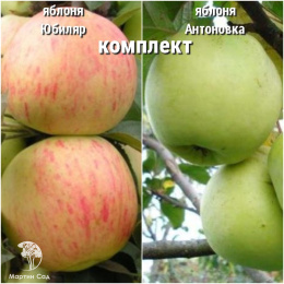Сверхвыгодный комплект! Яблоня Юбиляр + опылитель яблоня Антоновка