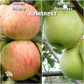 Фото Сверхвыгодный комплект! Яблоня Юбиляр + опылитель яблоня Антоновка