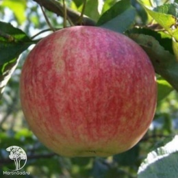 Яблоня обыкновенная Орловское полосатое