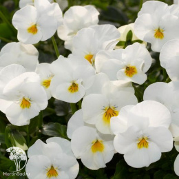 Фиалка Монблан (вид: рогатая, белая)