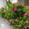 Роза морщинистая Рубра фото 6 