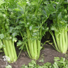 Сельдерей черешковый Атлант