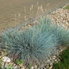 Festuca glauca Elijah Blue Овсяница сизая Элайджа Блю фото 1 